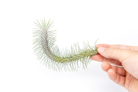 Tillandsia Funckiana Recurvifolia Air Plant