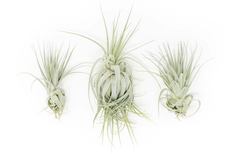 Load image into Gallery viewer, Tillandsia Gardneri - Various Ecotypes
