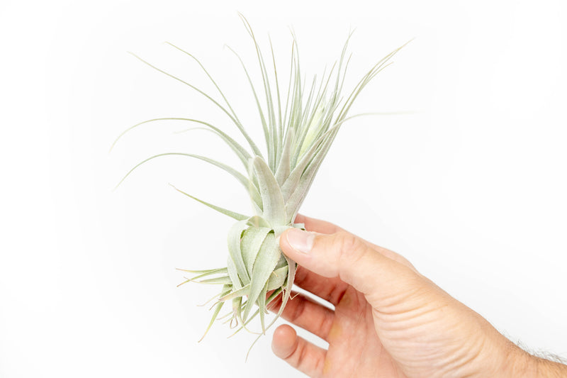 Load image into Gallery viewer, Tillandsia Gardneri - Various Ecotypes

