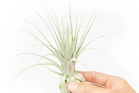 Tillandsia Gardneri - Various Ecotypes, additional product view 2