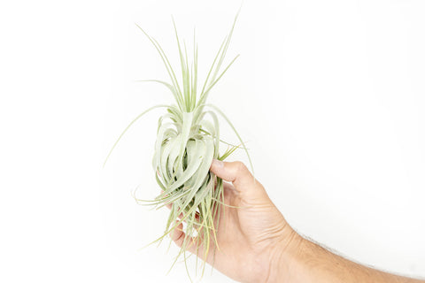 Tillandsia Gardneri Various Ecotypes