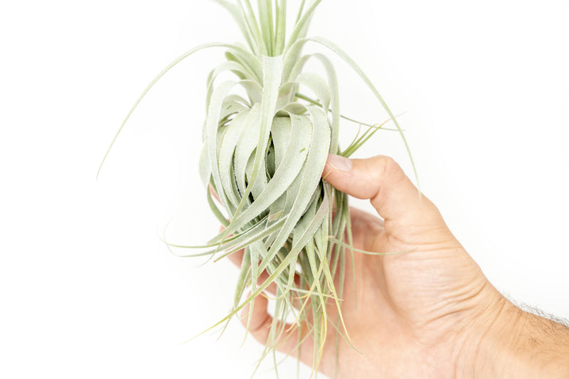 Load image into Gallery viewer, Tillandsia Gardneri - Various Ecotypes
