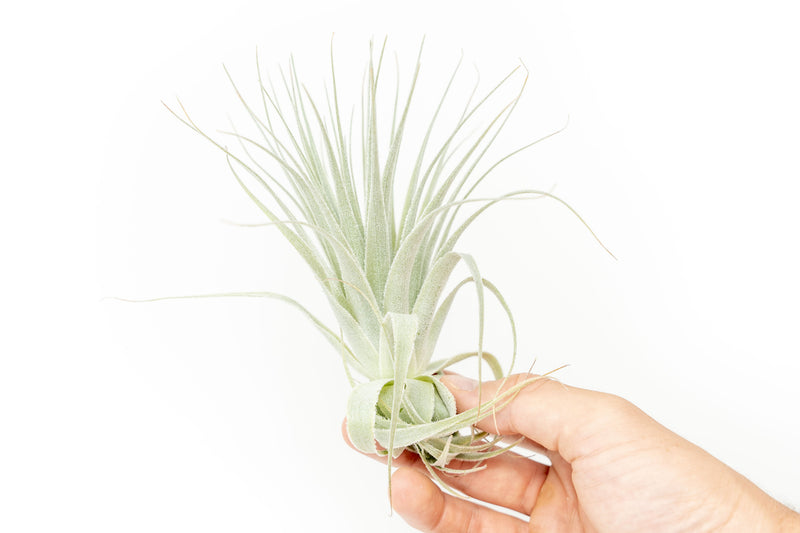 Load image into Gallery viewer, Tillandsia Gardneri - Various Ecotypes
