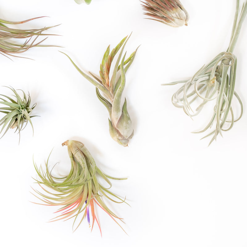 Load image into Gallery viewer, SALE - Tillandsia Air Plant Grab Bag of Premium Medium &amp; Large Plants - Set of 10 - 50% Off
