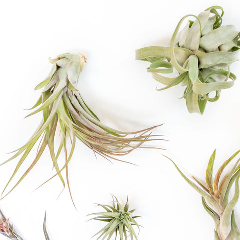 SALE - Tillandsia Air Plant Grab Bag of Premium Medium & Large Plants - Set of 10 - 50% Off, additional product view 2