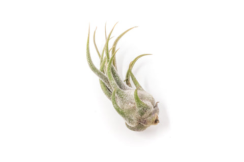 [IN BLUSH NOW!] Tillandsia Pruinosa Air Plants, additional product view 2