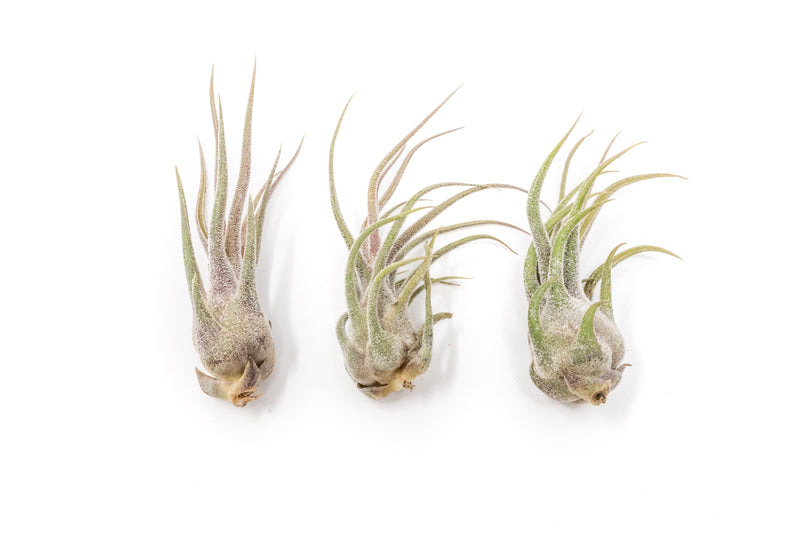 Load image into Gallery viewer, [IN BLUSH NOW!] Tillandsia Pruinosa Air Plants

