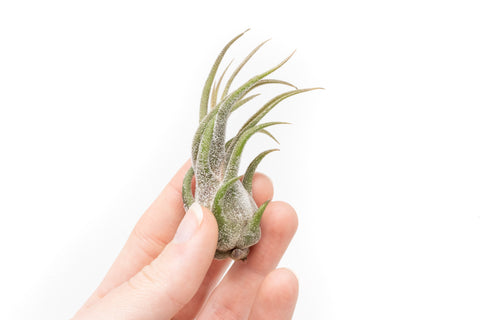 Tillandsia Pruinosa In Blush Now
