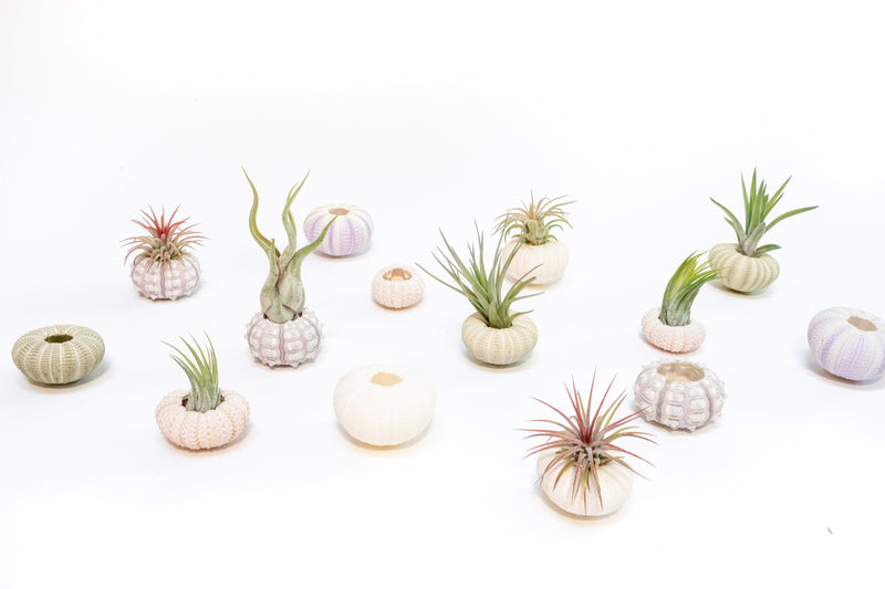 Load image into Gallery viewer, Purple Urchin with Tillandsia Air Plant - Set of 3, 6 or 9
