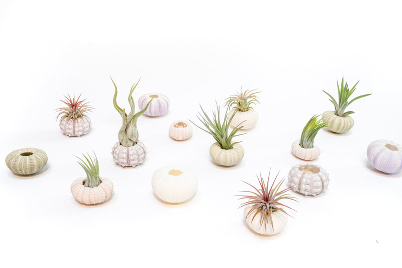 Load image into Gallery viewer, Purple Urchin with Tillandsia Air Plant - Set of 1, 3 or 5
