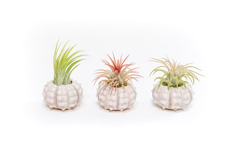 Gift Wrapped Sputnik Urchins with Tillandsia Air Plants, additional product view 2
