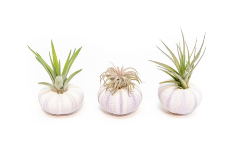 Purple Urchin with Tillandsia Air Plant, additional product view 2