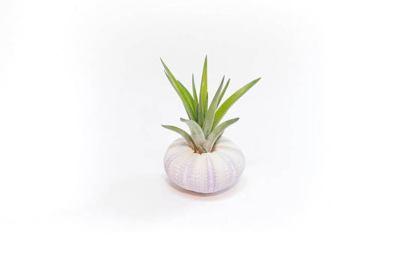 Load image into Gallery viewer, Purple Urchin with Tillandsia Air Plant - Set of 3, 6 or 9
