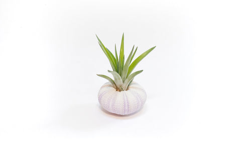 Purple Urchin with Tillandsia Air Plant - Set of 3, 6 or 9, additional product view 2