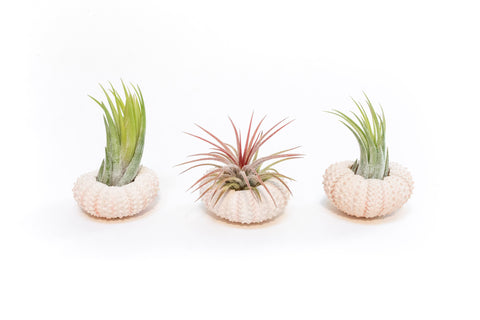 Pink Urchins with Air Plants Set of 3