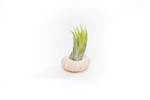 Pink Urchins with Tillandsia Air Plants - Set of 3, 6, or 9, additional product view 2