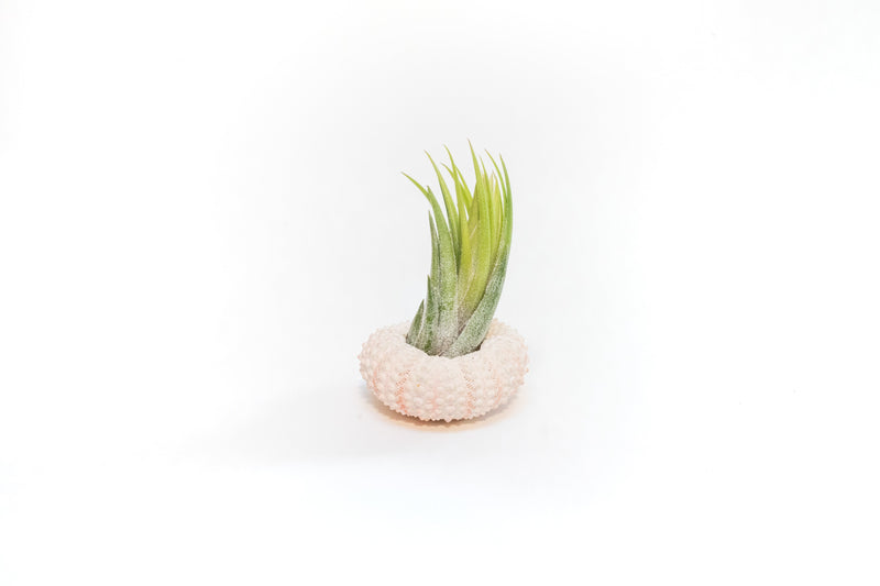 Load image into Gallery viewer, Pink Urchins with Tillandsia Air Plants - Set of 3
