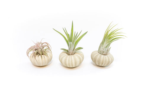 Green Urchins with Tillandsia Air Plants - Set of 3, 6 or 9, additional product view 2