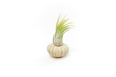 Green urchin with Tillandsia air plant