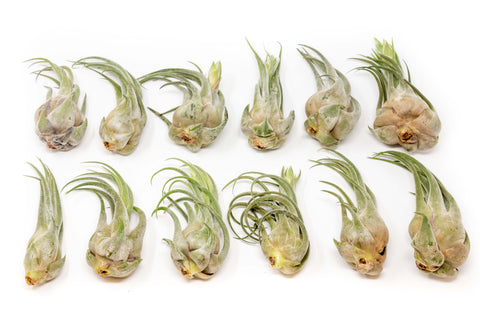 Tillandsia Seleriana Air Plants, additional product view 2