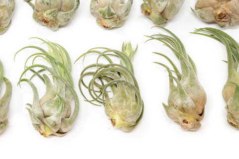 Large Tillandsia Seleriana Air Plants / 6-8 Inch Plants, additional product view 2