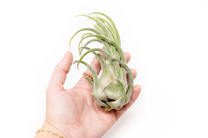 Load image into Gallery viewer, Tillandsia Seleriana Air Plants
