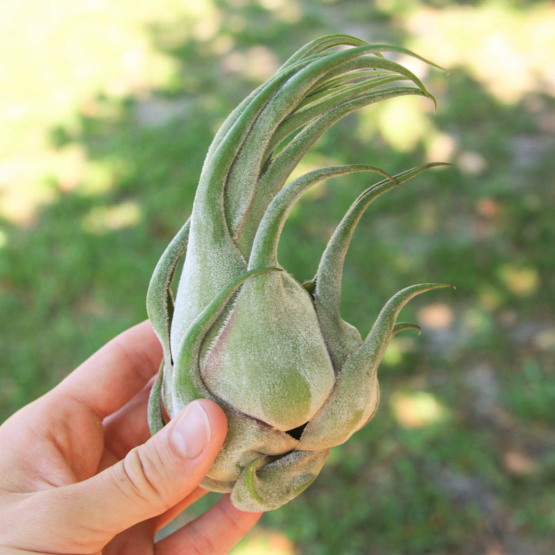 Load image into Gallery viewer, SALE - Tillandsia Seleriana Air Plants - Set of 5 or 10 - 50% Off
