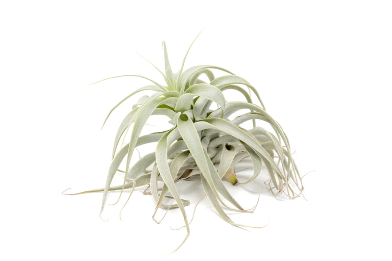 Load image into Gallery viewer, Tillandsia Cacticola Long Form Silver Air Plants
