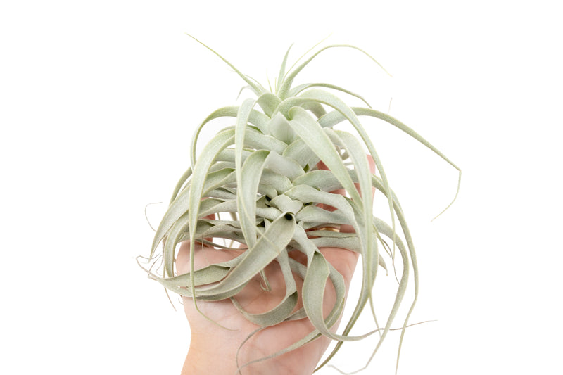 Load image into Gallery viewer, Tillandsia Cacticola Long Form Silver Air Plants

