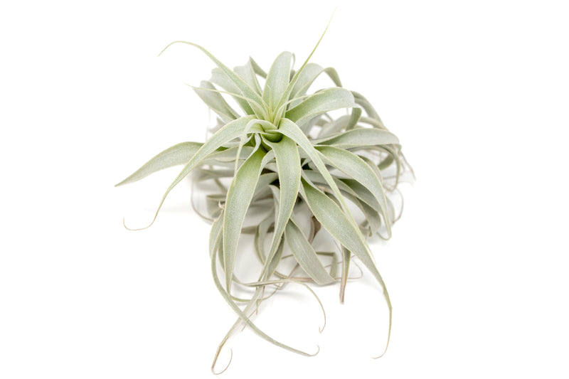 Load image into Gallery viewer, Tillandsia Cacticola Long Form Silver Air Plants
