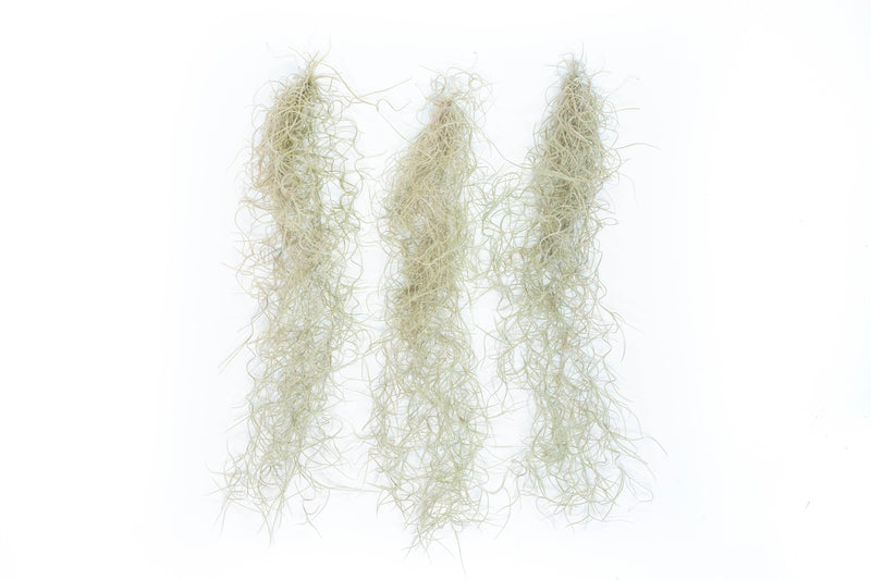 Load image into Gallery viewer, SALE - Tillandsia Guatemala Gray Spanish Moss - 1 Foot Clumps - Set of 3 or 6 Strands - 40% Off
