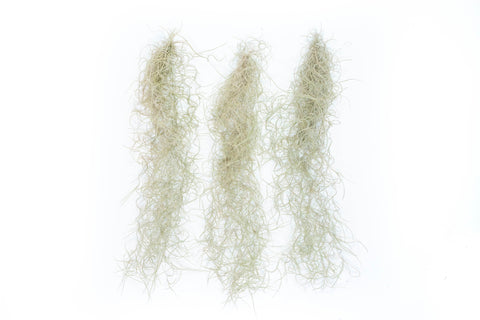 Tillandsia Guatemala Gray Spanish Moss