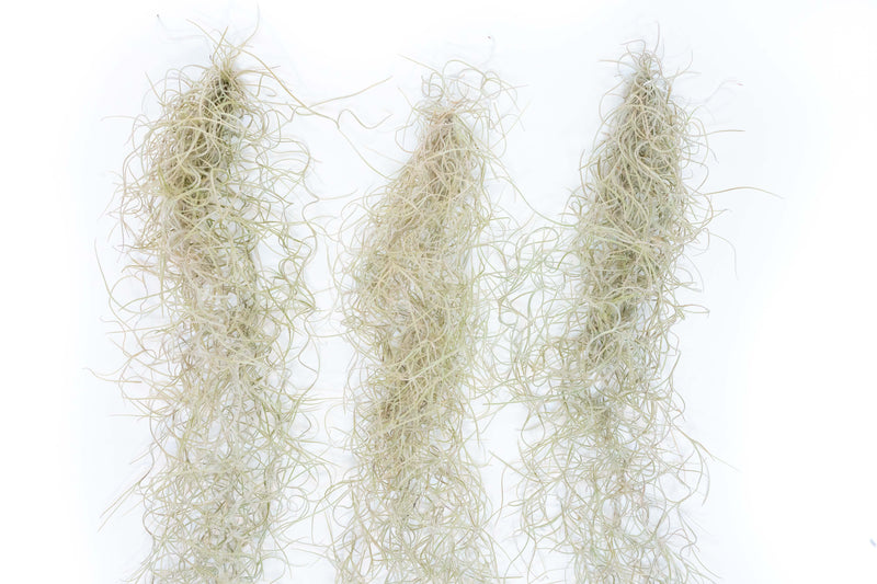Load image into Gallery viewer, SALE - Tillandsia Guatemala Gray Spanish Moss - 1 Foot Clumps - Set of 3 or 6 Strands - 40% Off
