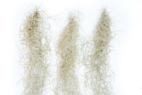 SALE - Tillandsia Guatemala Gray Spanish Moss - 1 Foot Clumps - Set of 3 or 6 Strands - 40% Off, additional product view 2