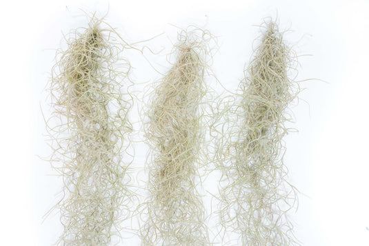 SALE - Tillandsia Guatemala Gray Spanish Moss - 1 Foot Clumps - Set of 3 or 6 Strands - 40% Off