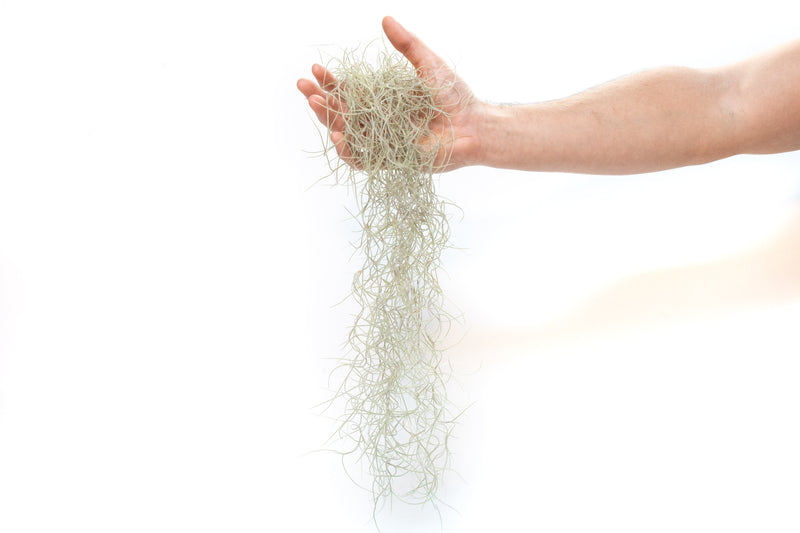 Load image into Gallery viewer, SALE - Tillandsia Guatemala Gray Spanish Moss - 1 Foot Clumps - Set of 3 or 6 Strands - 40% Off
