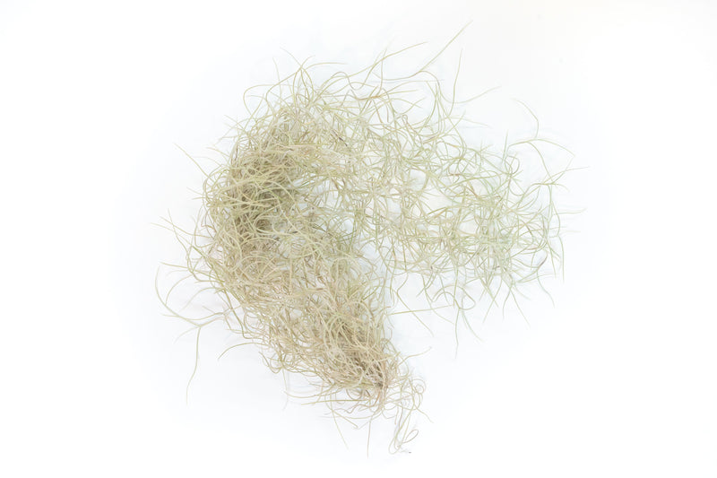 Load image into Gallery viewer, SALE - Tillandsia Guatemala Gray Spanish Moss - 1 Foot Clumps - Set of 3 or 6 Strands - 40% Off
