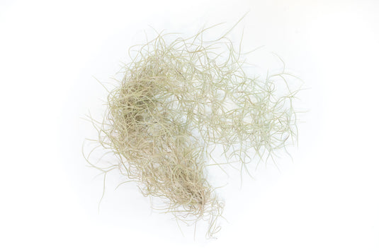 SALE - Tillandsia Guatemala Gray Spanish Moss - 1 Foot Clumps - Set of 3 or 6 Strands - 40% Off