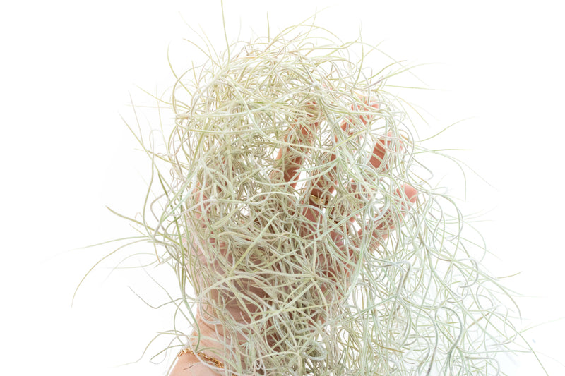 Load image into Gallery viewer, SALE - Tillandsia Guatemala Gray Spanish Moss - 1 Foot Clumps - Set of 3 or 6 Strands - 40% Off
