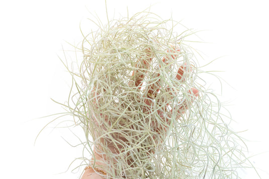 SALE - Tillandsia Guatemala Gray Spanish Moss - 1 Foot Clumps - Set of 3 or 6 Strands - 40% Off