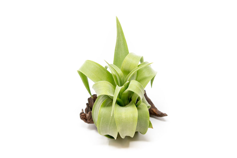Load image into Gallery viewer, Tillandsia Streptophylla Air Plants  - Multiple Sizes
