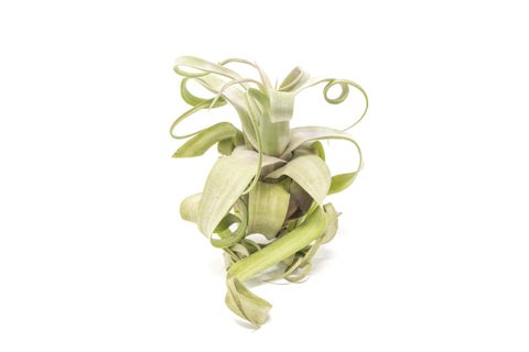 Jumbo Tillandsia Streptophylla Air Plant
