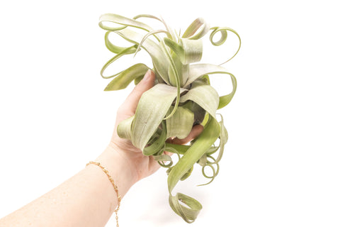 Jumbo Tillandsia Streptophylla Air Plants - Limited Quantities, additional product view 2
