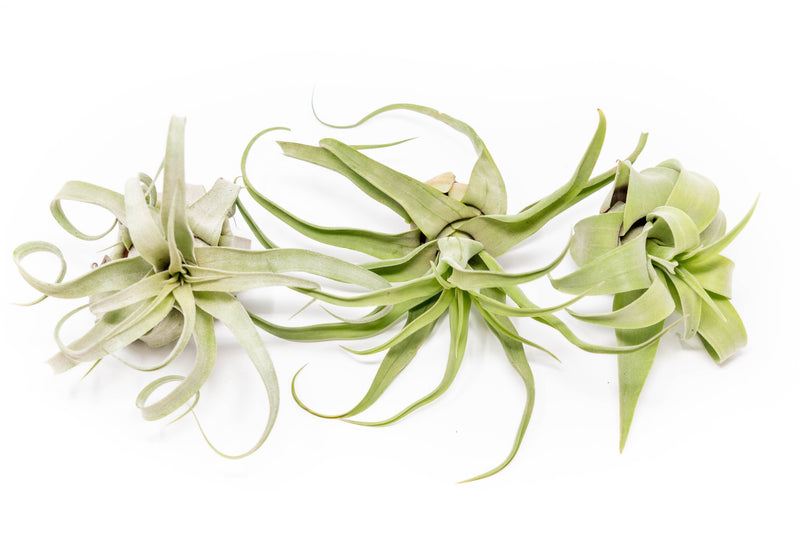 Load image into Gallery viewer, SALE - Tillandsia Streptophylla Air Plants - Set of 3 or 6 - 30% Off
