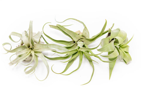SALE - Tillandsia Streptophylla Air Plants - Set of 3 or 6 - 30% Off, additional product view 2
