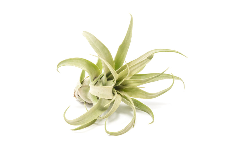 Load image into Gallery viewer, SALE - Tillandsia Streptophylla Air Plants - Set of 3 or 6 - 30% Off
