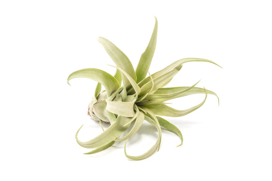 SALE - Tillandsia Streptophylla Air Plants - Set of 3 or 6 - 30% Off