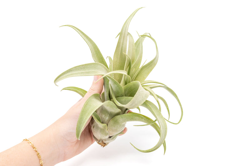 Load image into Gallery viewer, Tillandsia Streptophylla Air Plants  - Multiple Sizes

