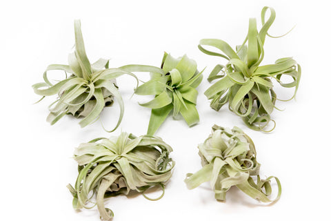 Tillandsia Streptophylla Air Plants Set