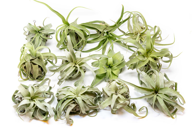 Load image into Gallery viewer, SALE - Tillandsia Streptophylla Air Plants - Set of 3 or 6 - 30% Off
